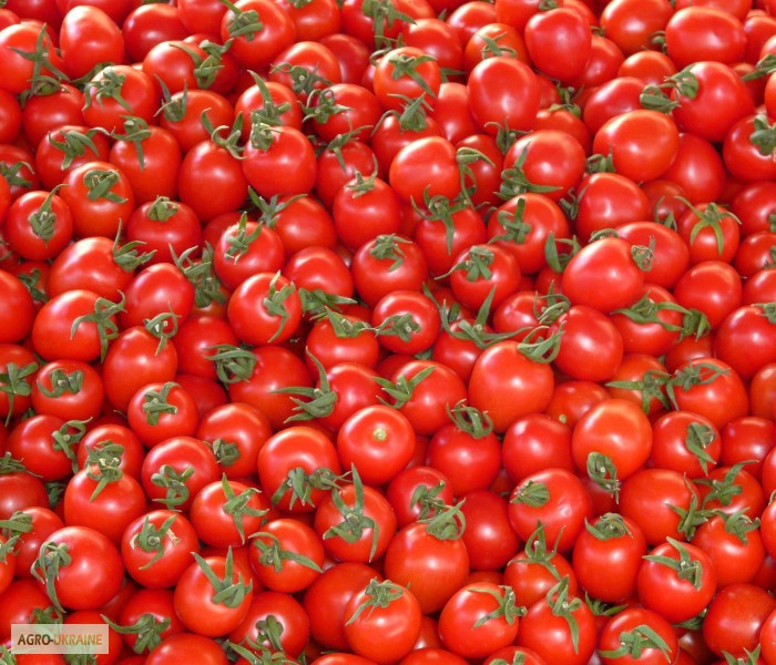 Предприятия Узбекистана смогут поставлять томаты в Россию.